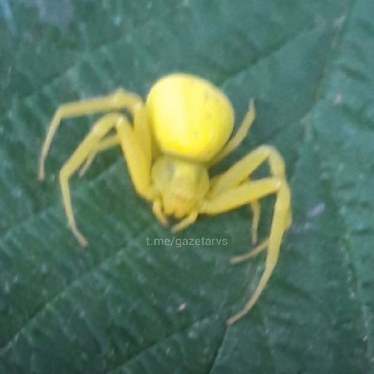 Ядовитые пауки Кубани