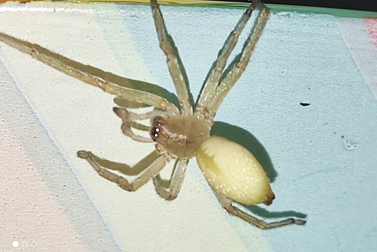 Желтый паук в хурме