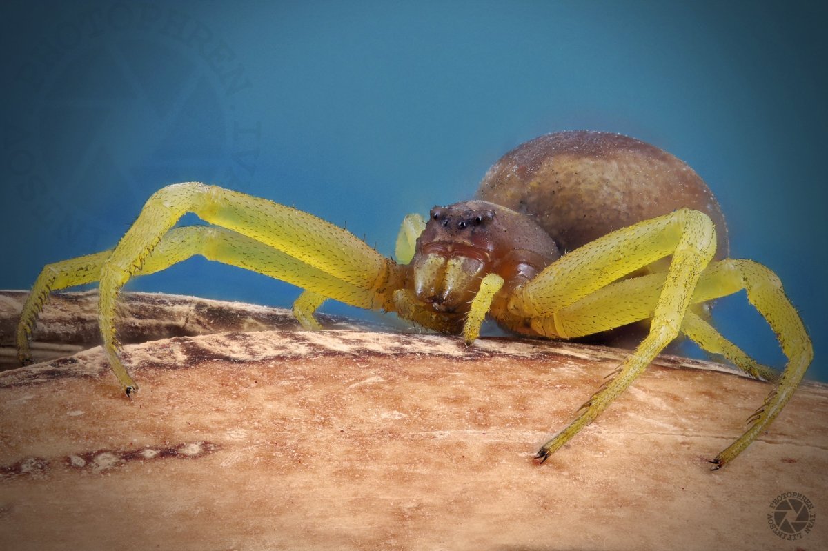 Жёлтый Сак паук фото