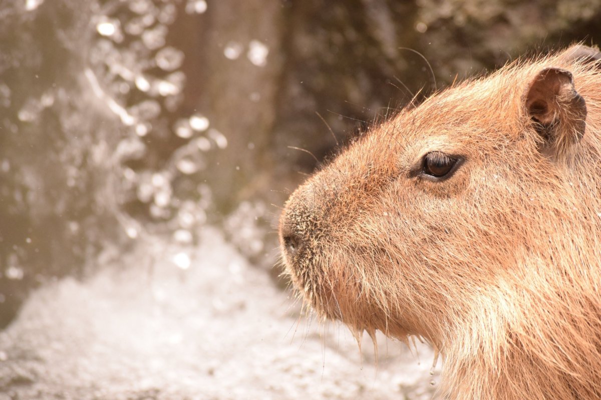 Капибара грустит
