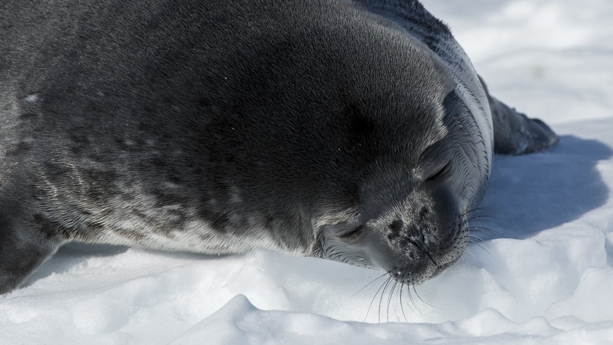 Тюлень Уэдделла стаи