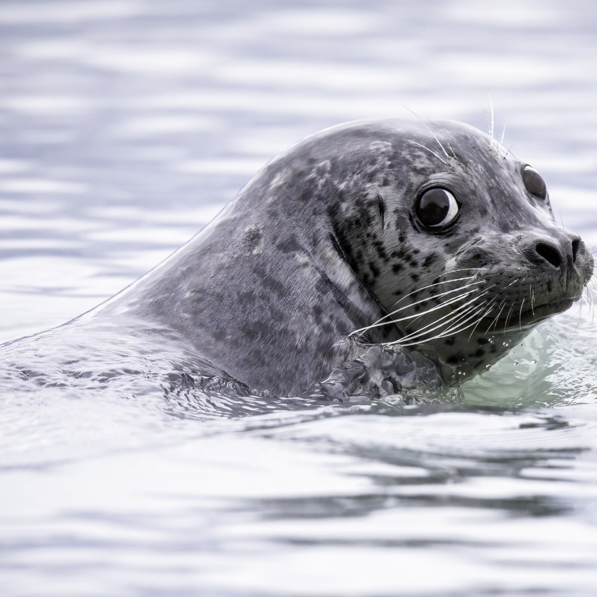 Тюлень купается