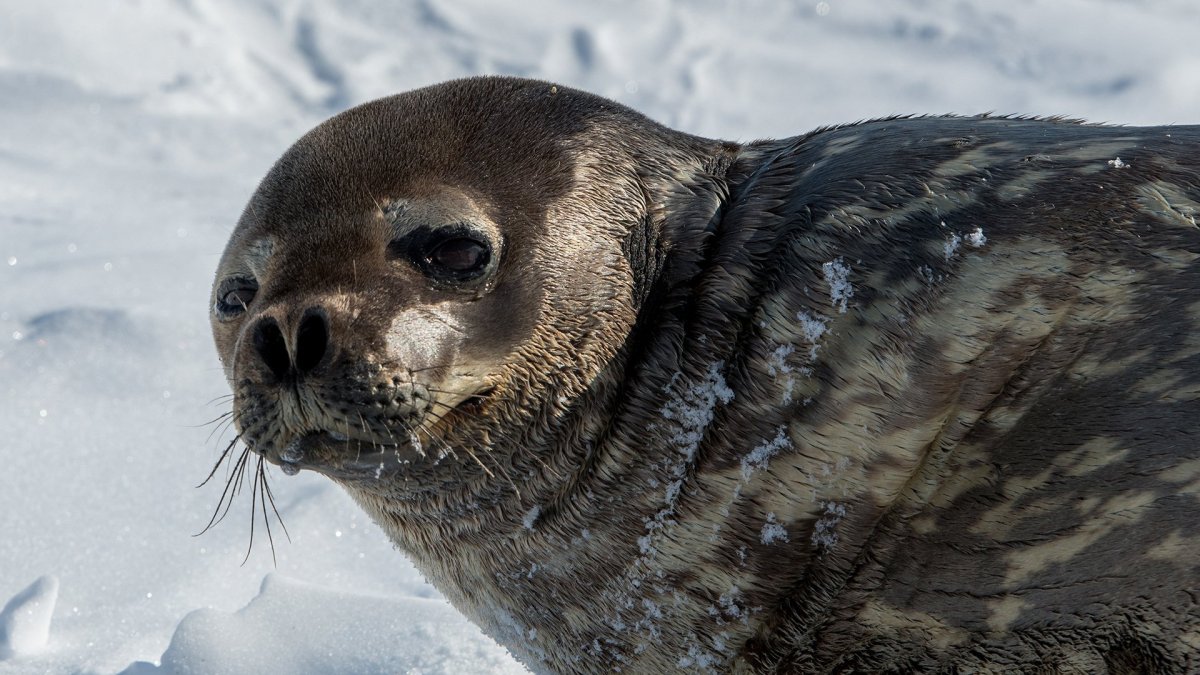 Тюлень Уэдделла Антарктида