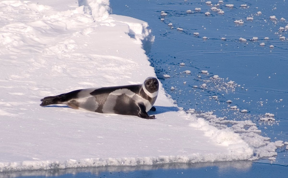 Крылатка тюлень