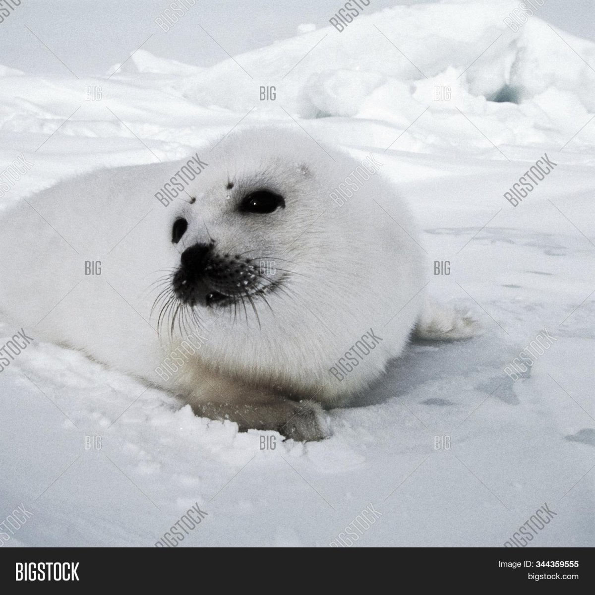 Международный день защиты Бельков детенышей тюленя