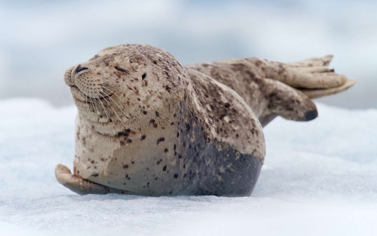 Моржи тюлени морские котики