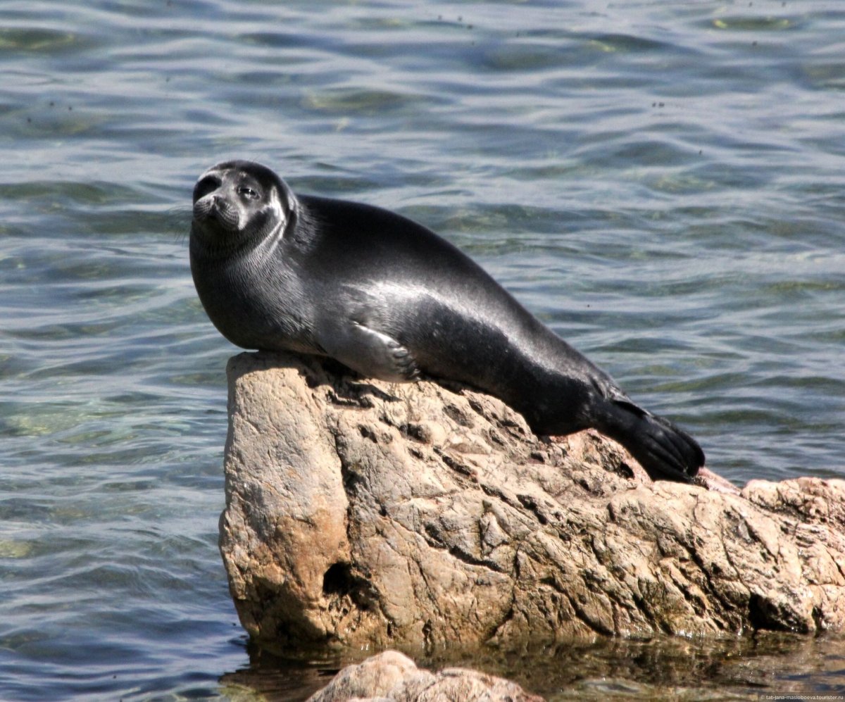 Байкальская Нерпа ластоногие