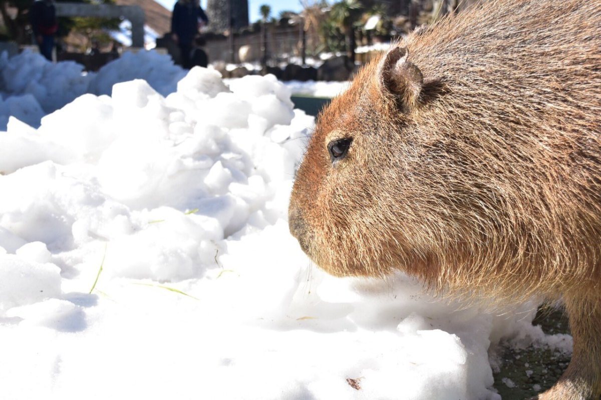 Капибара зимой в снегу