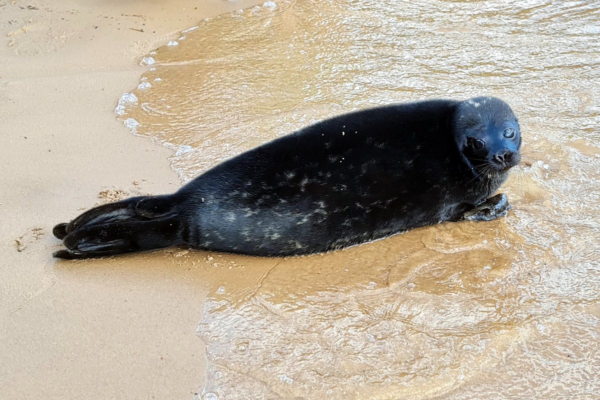 Нерпы Ладожского озера