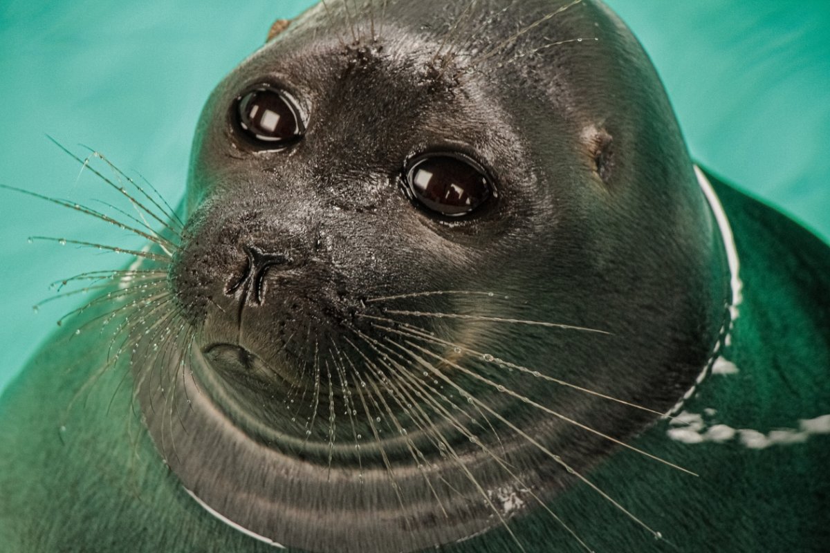 Нерпа Байкальская фото клипарт