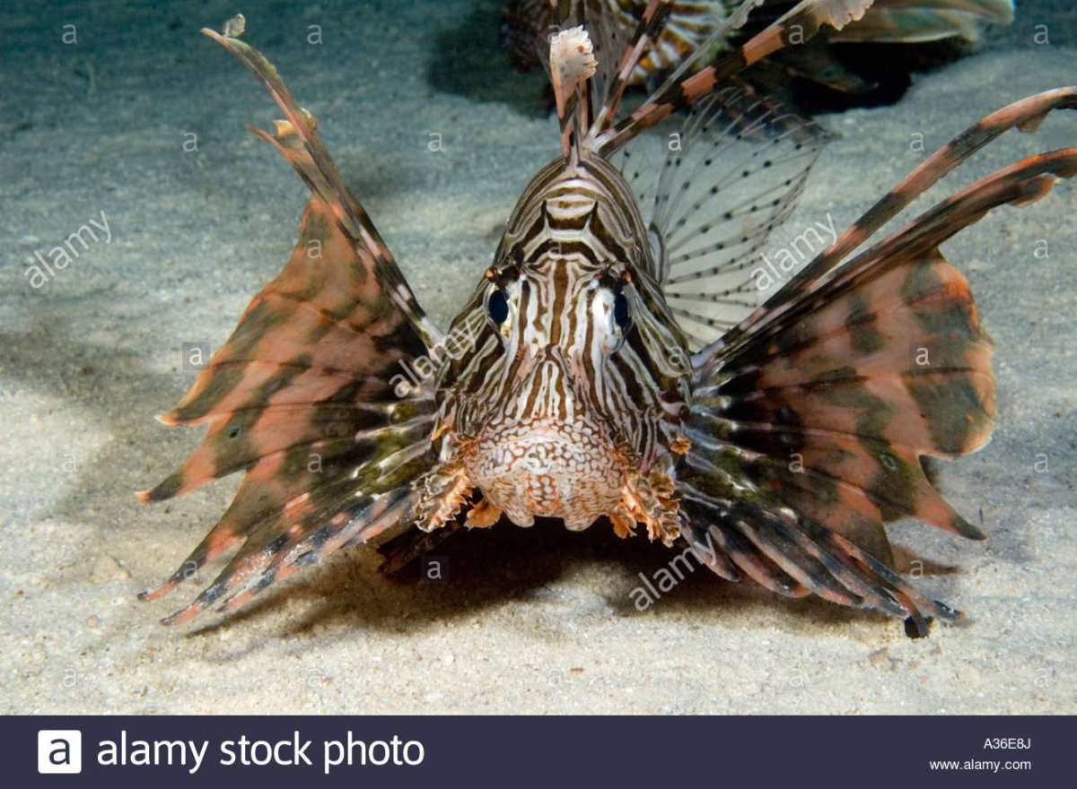 Рыба Лев крылатка