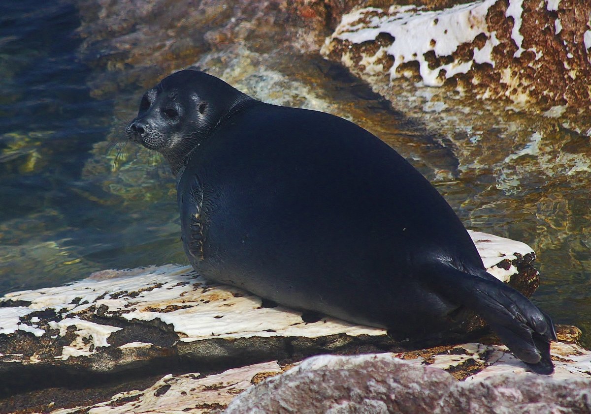 Нерпа кольчатая Чукотка