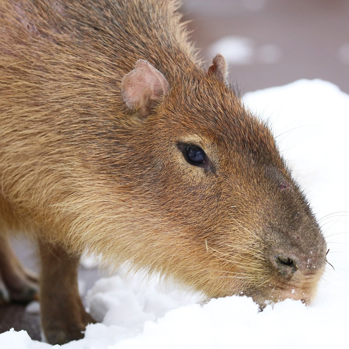 Зимняя капибара