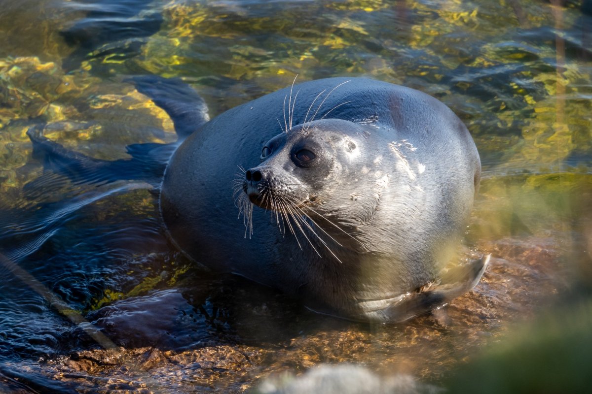 Забайкальский национальный парк нерпы