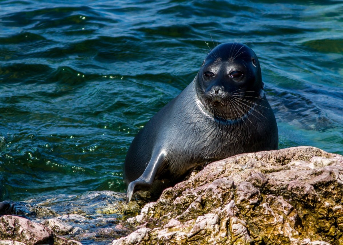 Байкальская Нерпа на Байкале