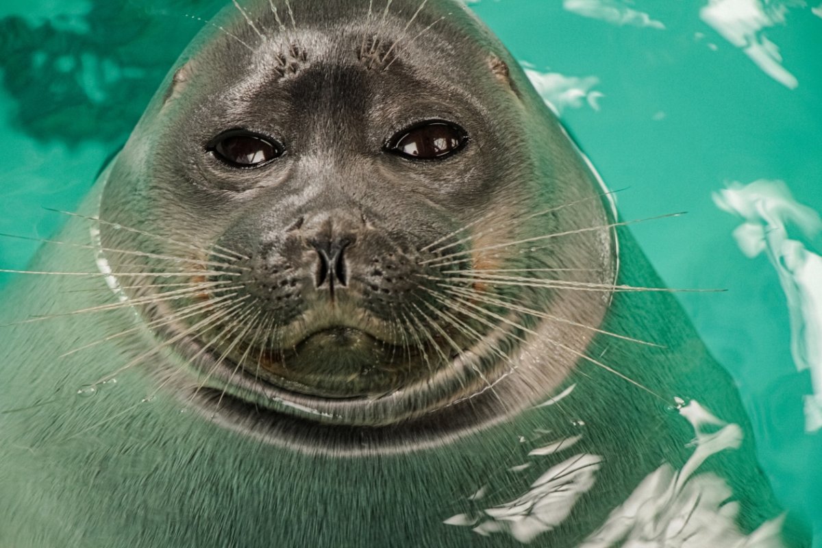 Байкальская Нерпа