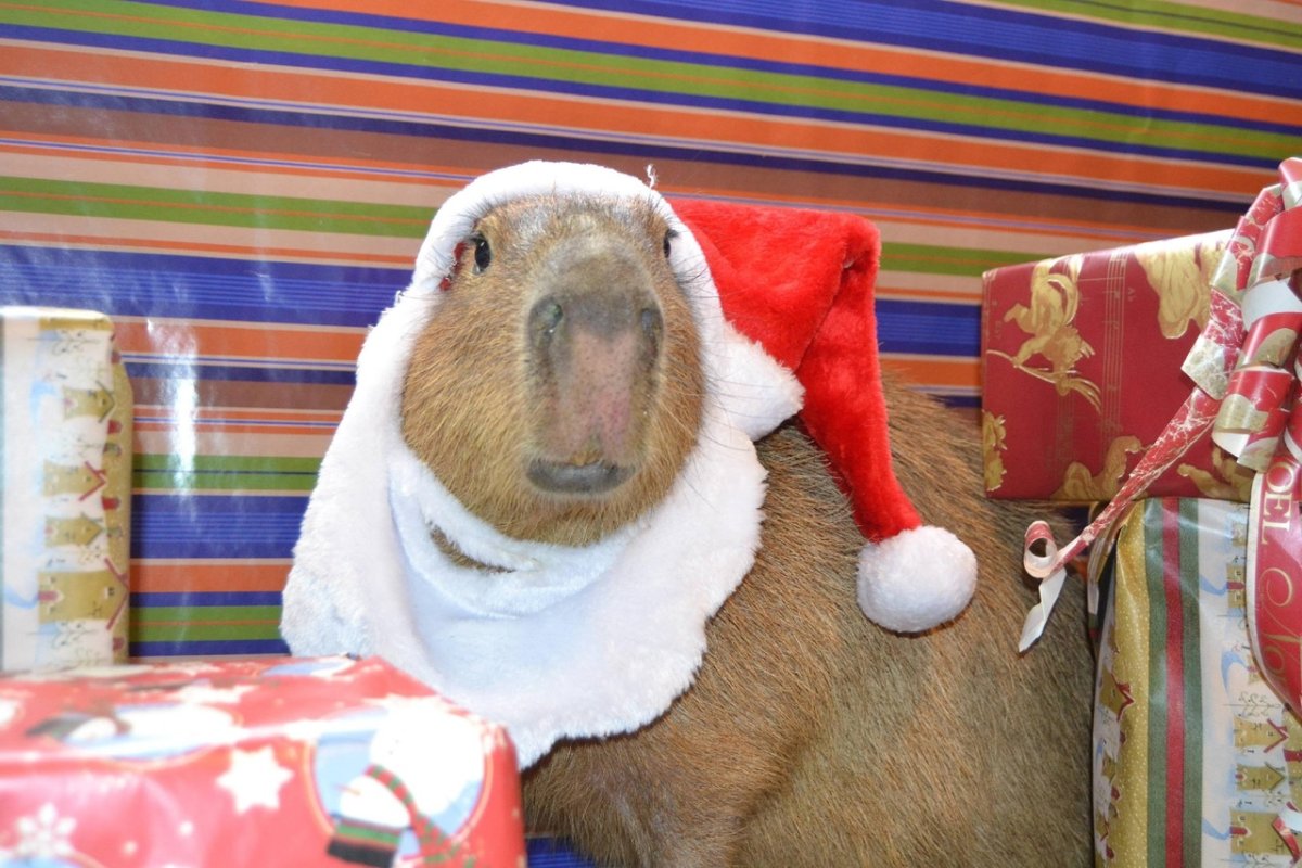 Капибара Санта Клаус