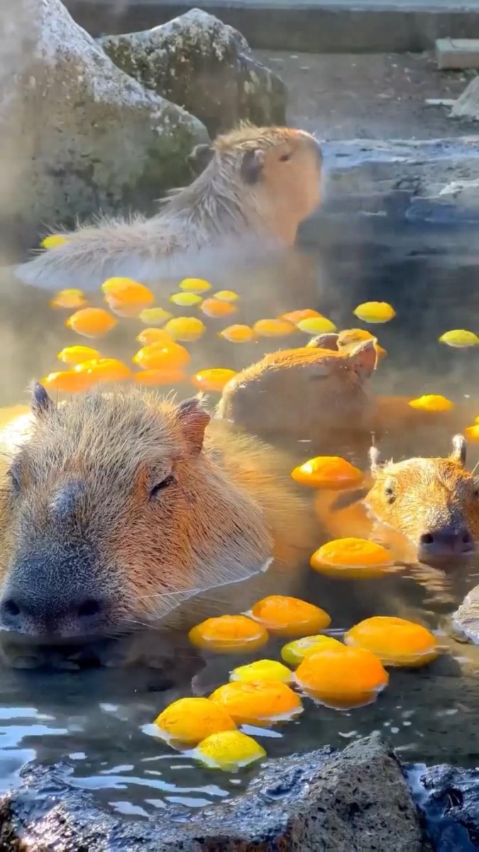 Капибара на горячих источниках