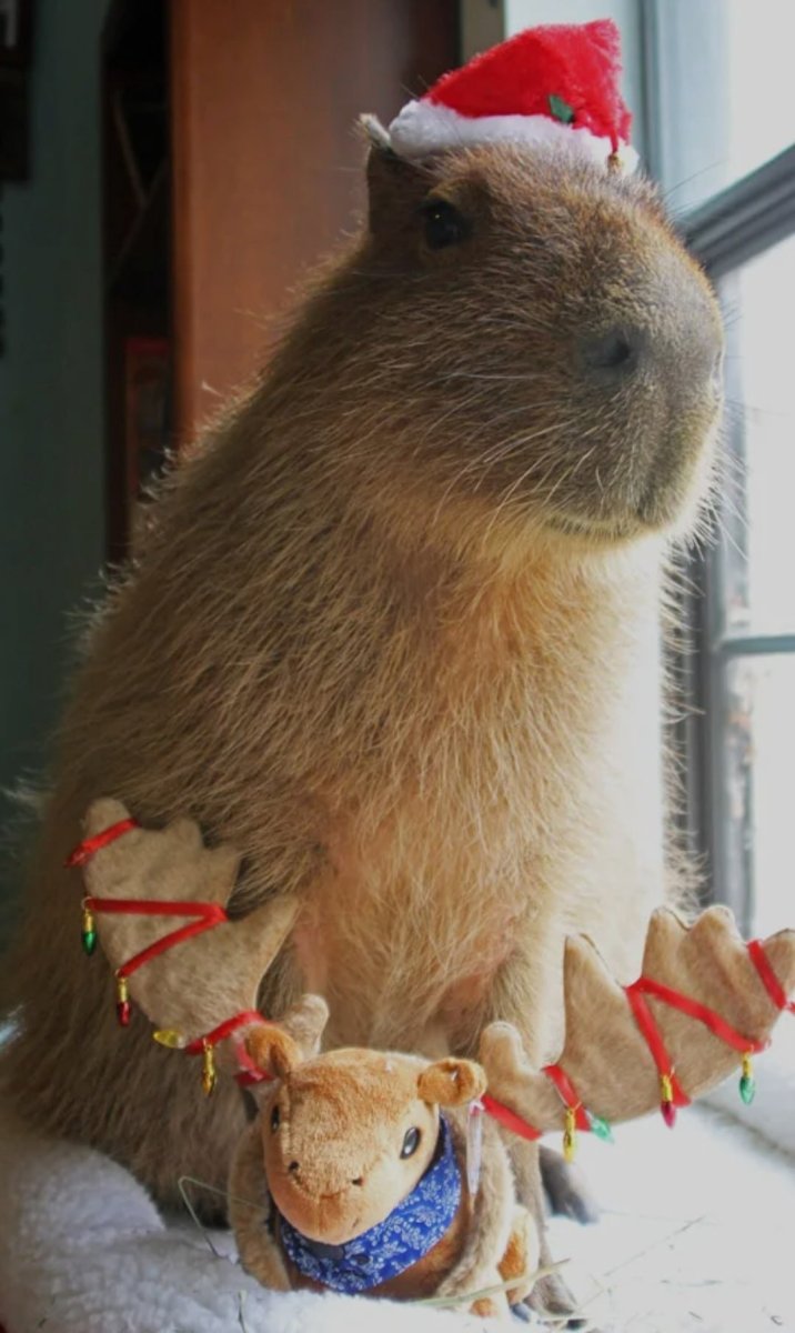 Капибара лапы