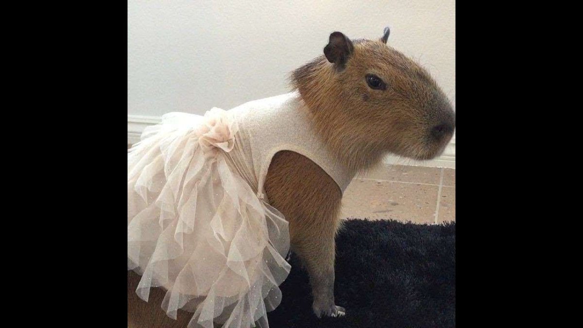 Капибара в платье
