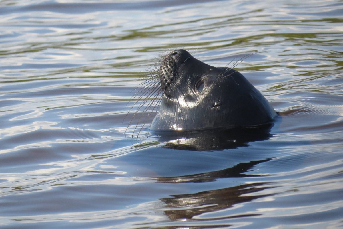 Балтийская Нерпа
