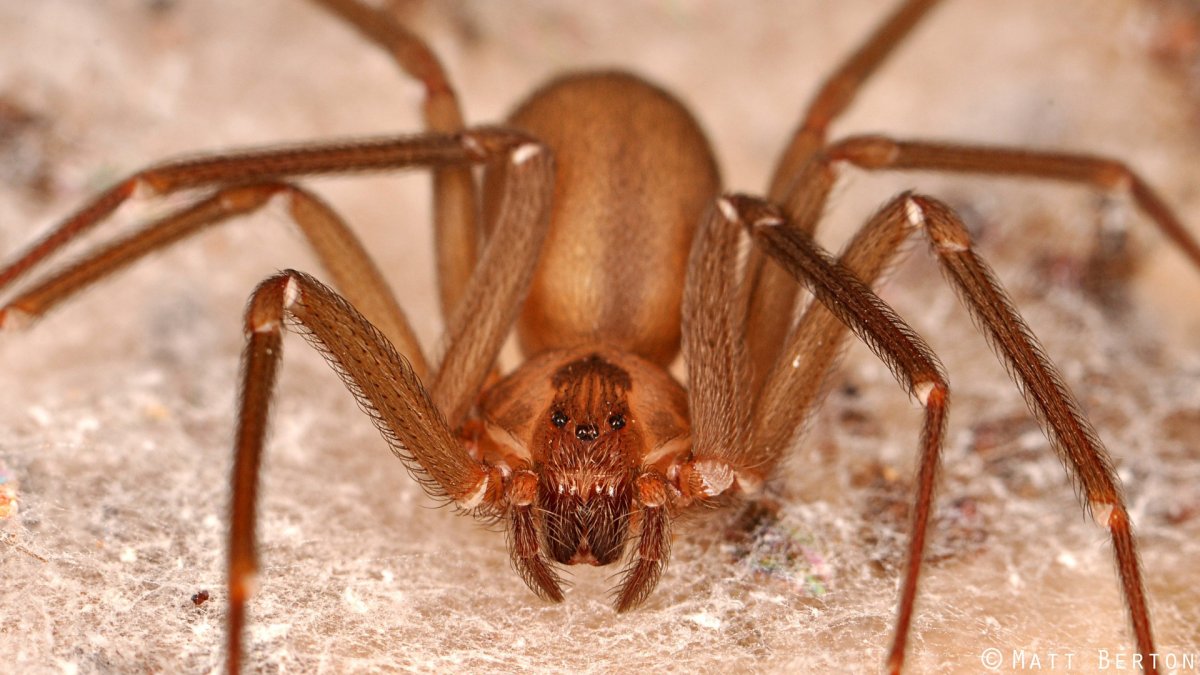 Коричневый паук отшельник