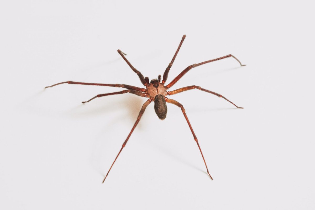 Brown Recluse Spider паук