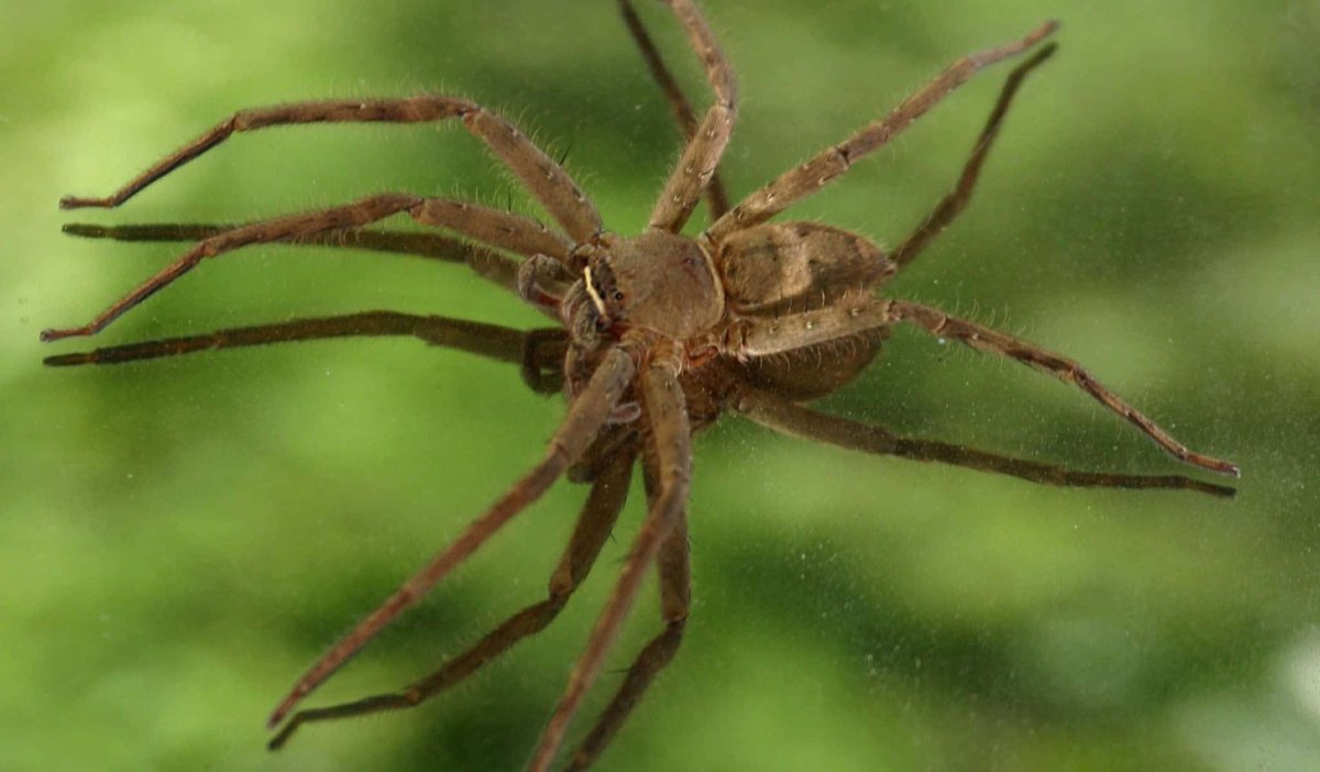 Loxosceles reclusa в России