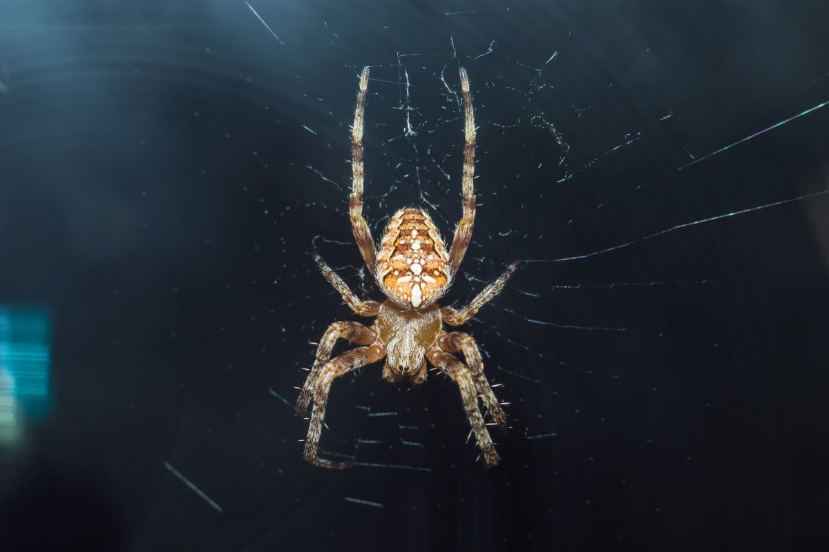 Паук за окном