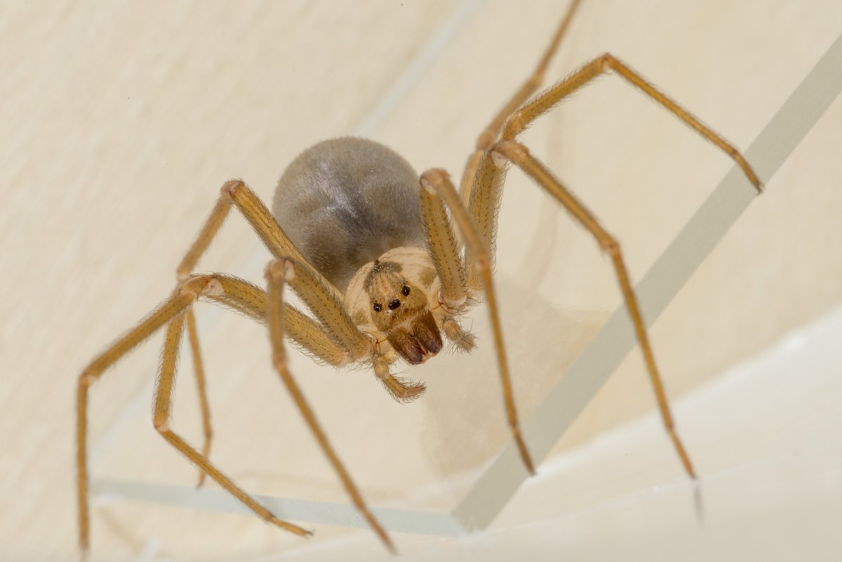 Brown Recluse Spider паук