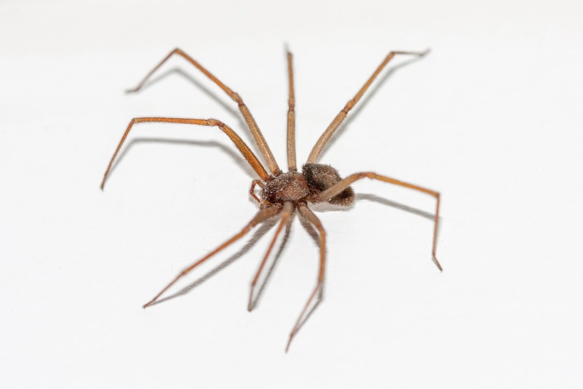 Паук отшельник Краснодарский край