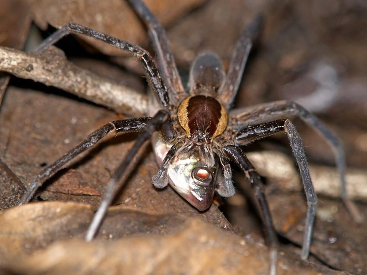Паук Dolomedes briangreenei
