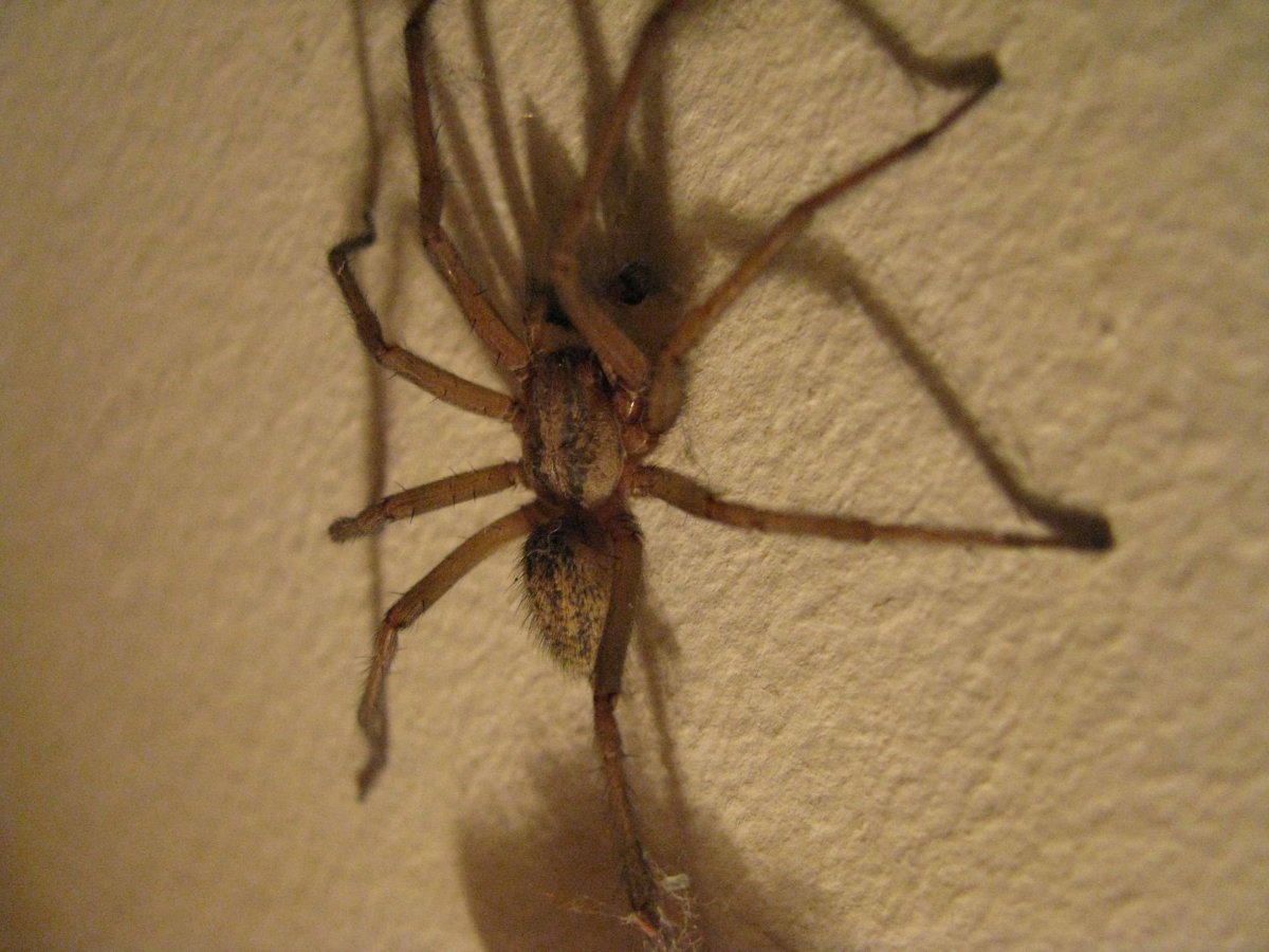 Оранжевый Домовой паук