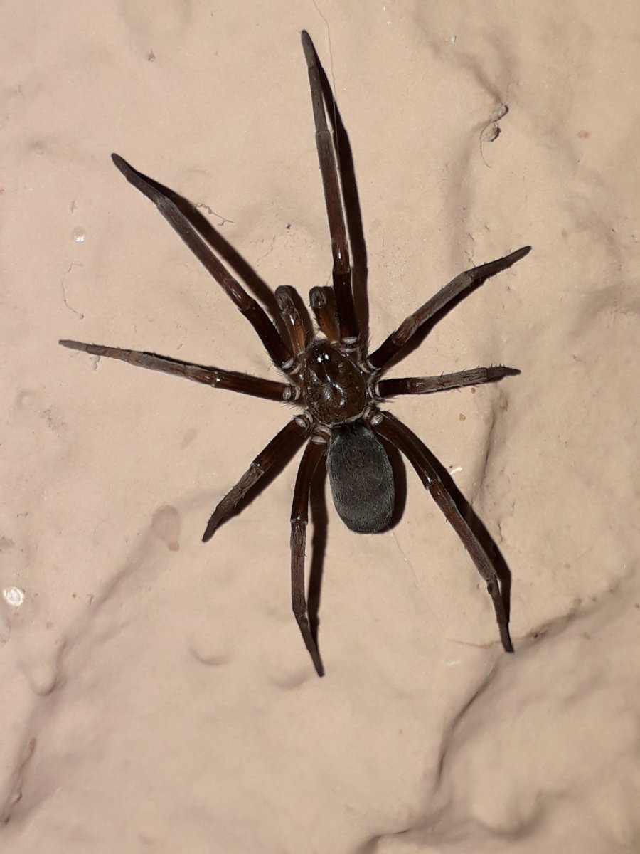 Черный подвальный паук