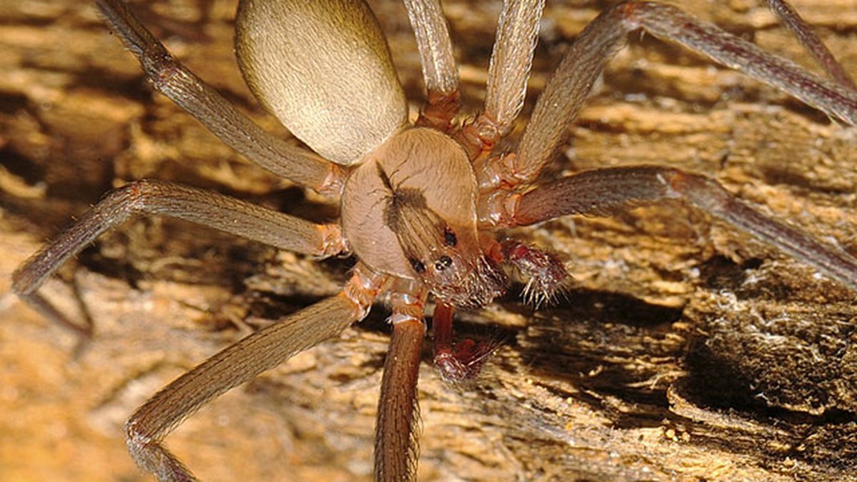 Коричневый паук отшельник