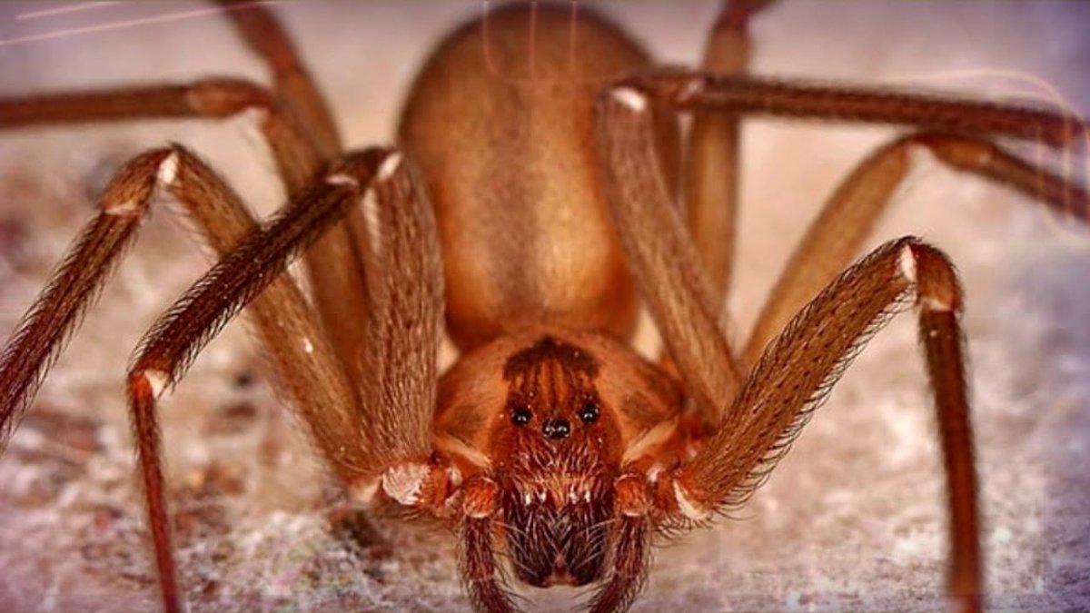 Шестиглазый песочный паук