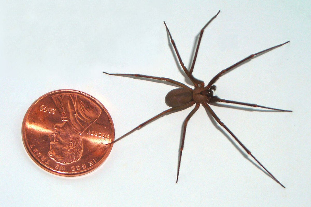 Loxosceles reclusa – паук отшельник