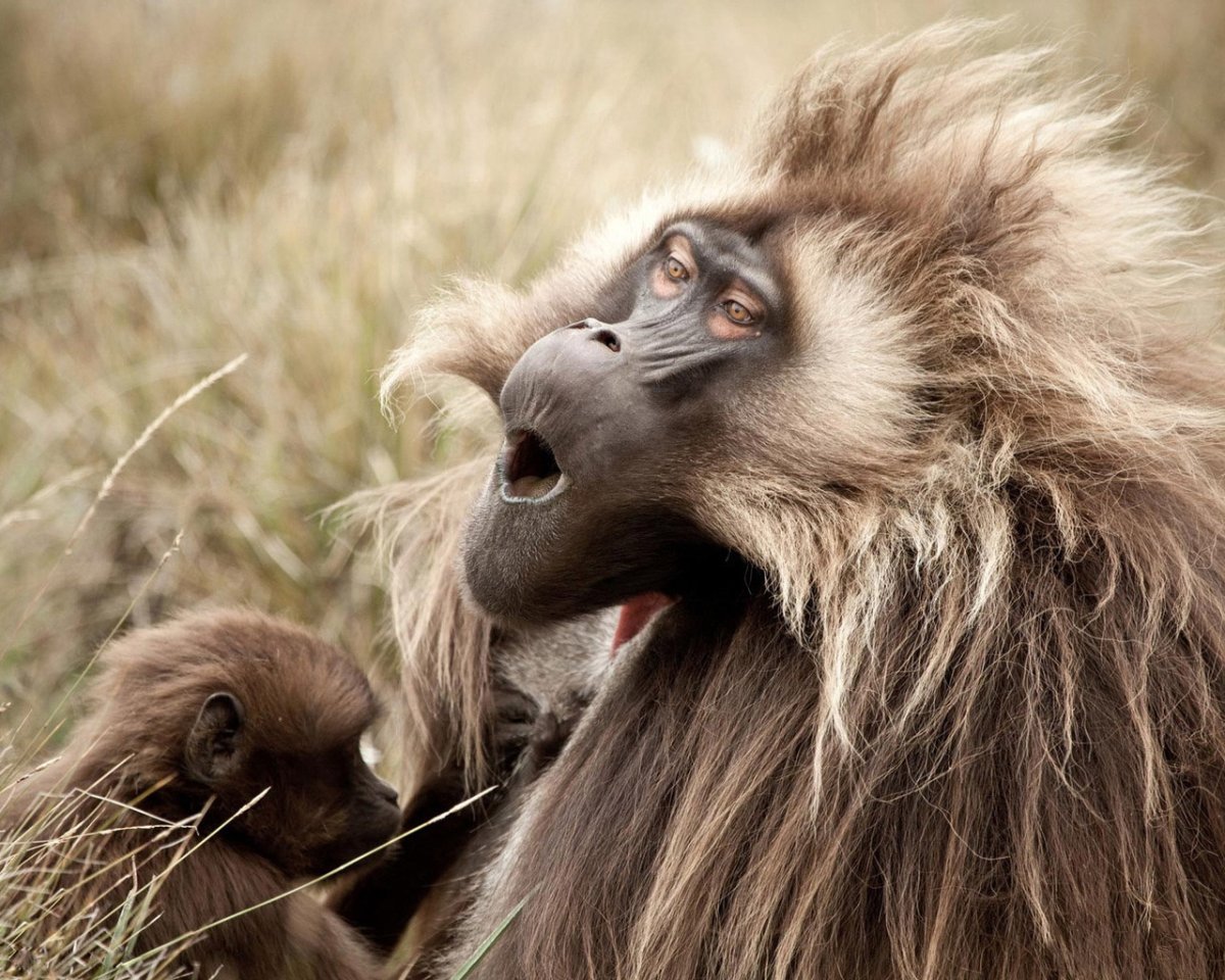 Смешные обезьяны