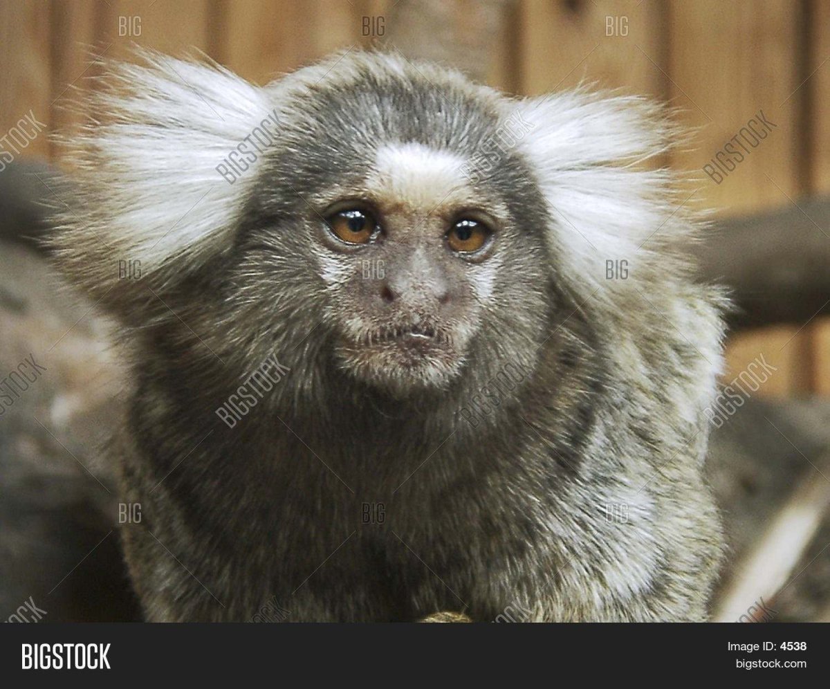 Пушистая обезьянка