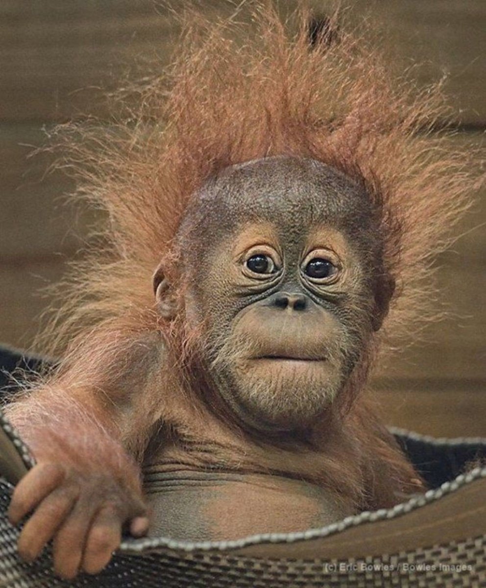 Обезьяна с прической