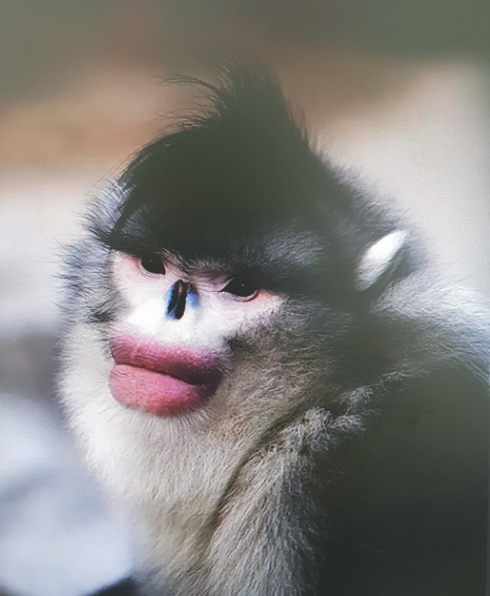 Чёрный ринопитек