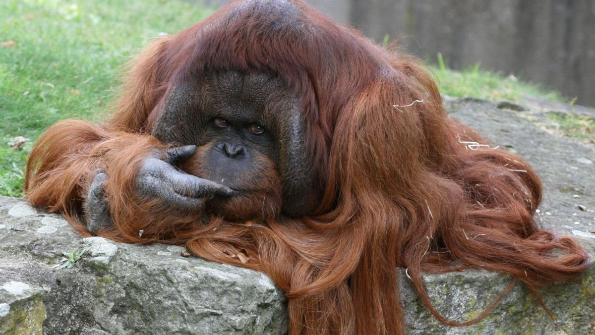 Калимантанский (борнейский) орангутан