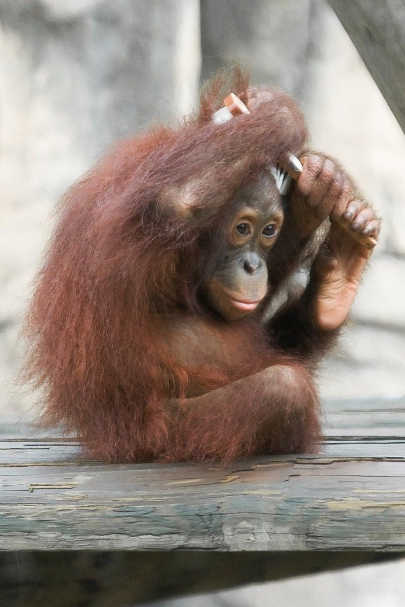 Орангутанг обезьяна орангутанг