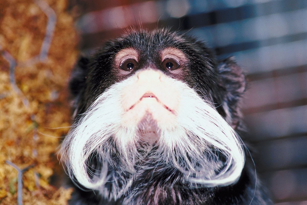 Императорский Тамарин усы вверх