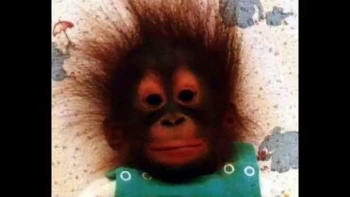 Обезьянка с волосами дыбом