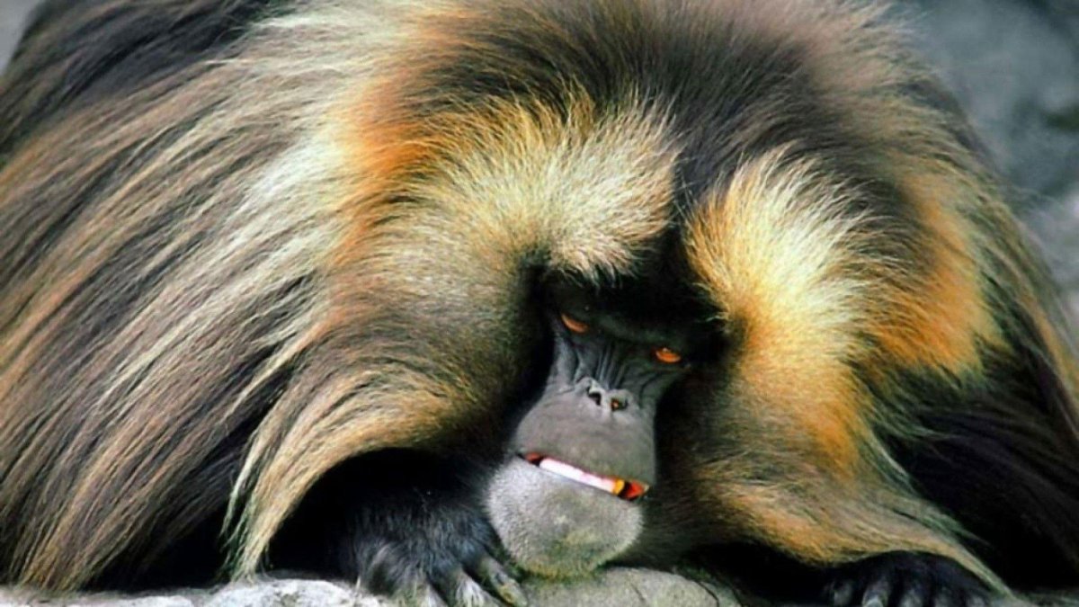 Волосатая мартышка