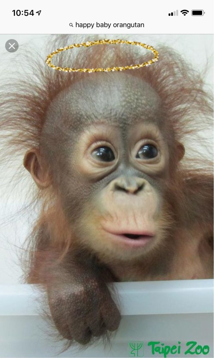 Обезьянка лохматая