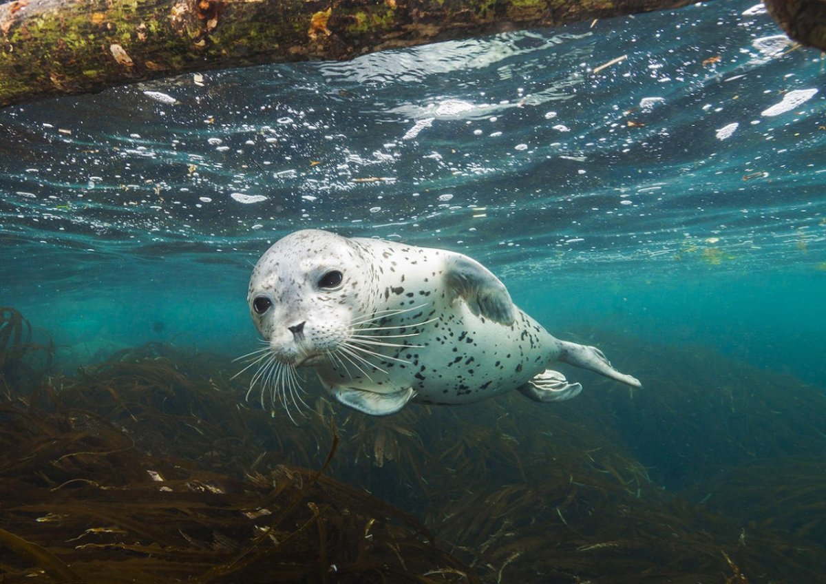 Дальневосточный морской заповедник