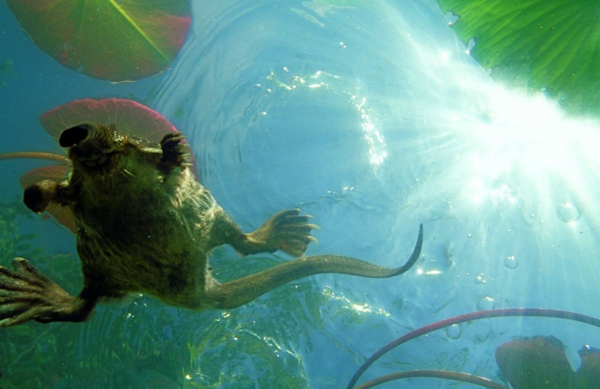 Выхухоль морская