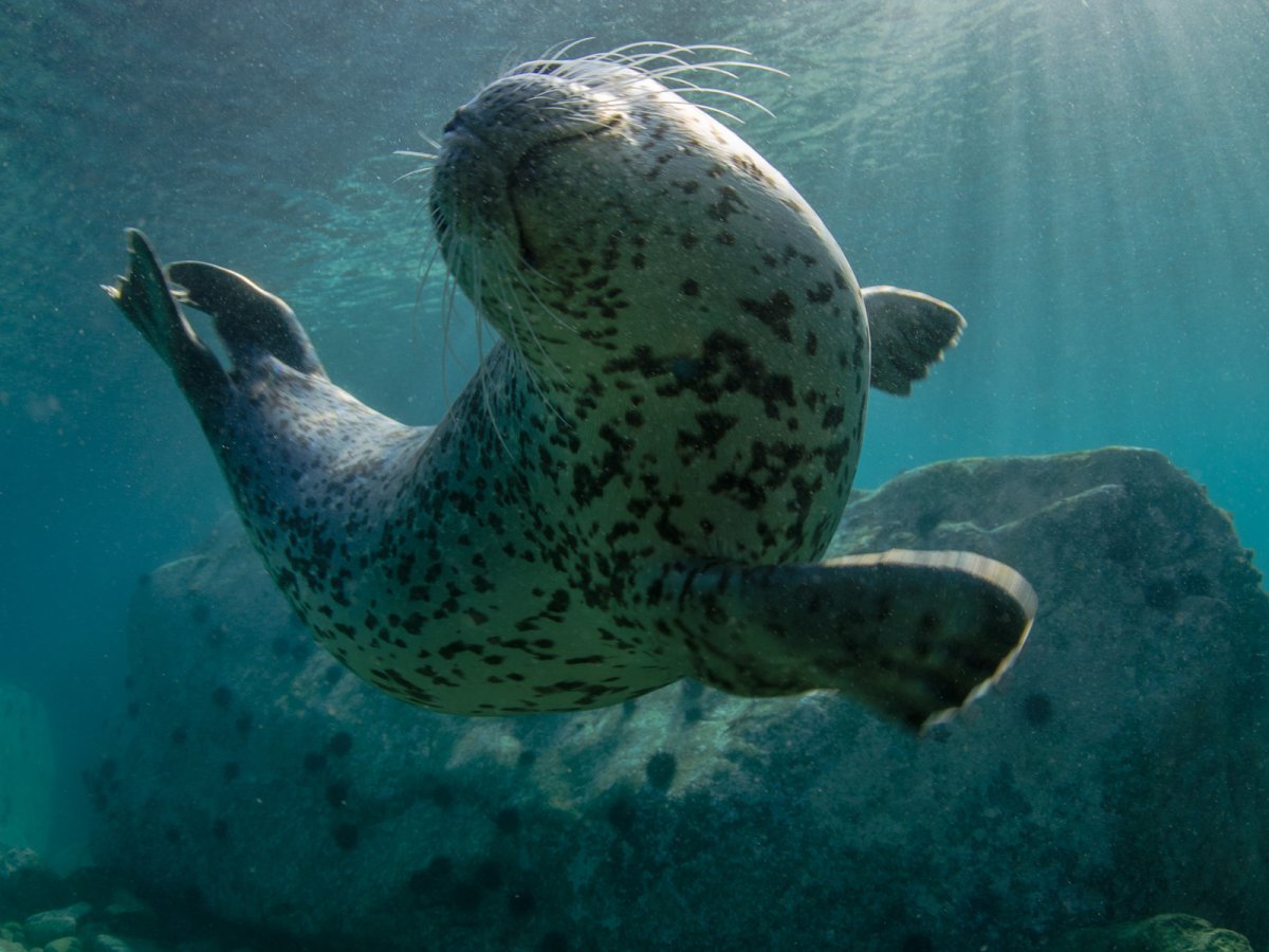 Нектон ластоногие